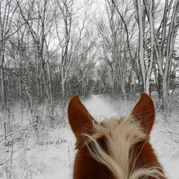 Meet your Posher, Kricket - Picture 1 of 1